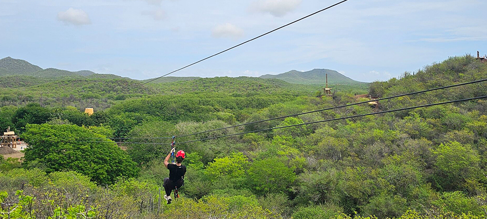 Zipline Hofi Mango