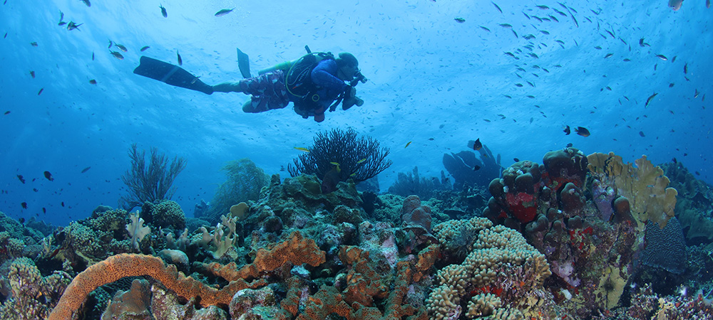 Diver's Leap