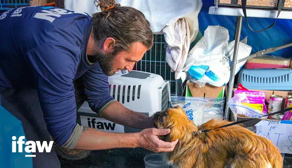 Dieren lijden nog steeds zwaar onder de oorlog in Oekraïne